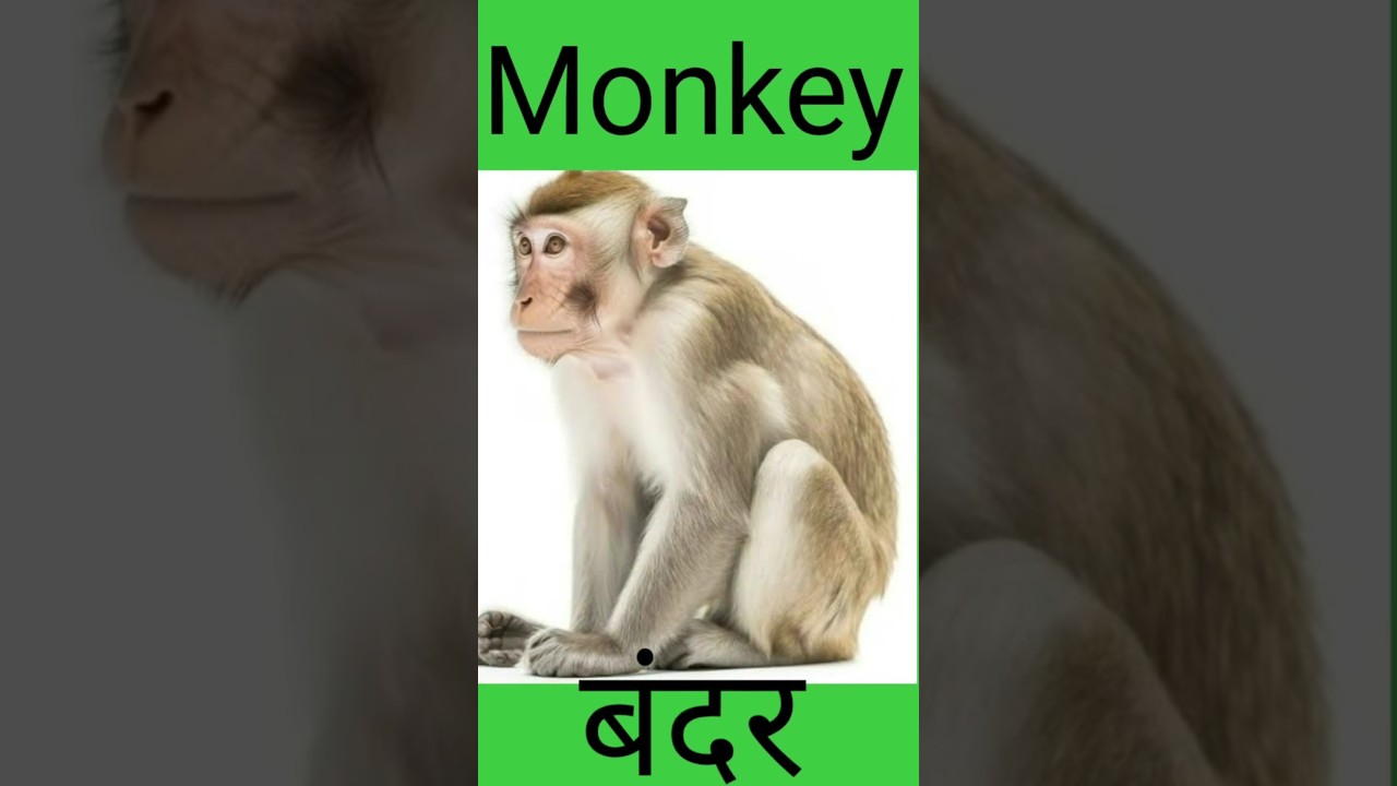 ANIMALS NAME | Nameforkids| Cat,Rat.......@kidsrainbowclub