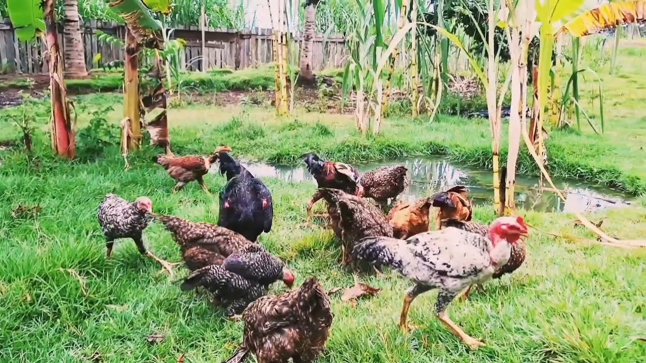 QUANTOS DA PARA GANHAR CRIANDO GALINHAS CAIPIRA VENDA DE OVOS OU ABATE ➕️ FAZENDO CALDO DE CANA 
