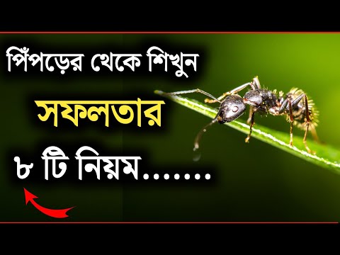 ভিডিও: অমেরুদণ্ডী সফল কেন?