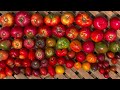 Video #14 of the Tomatoes of 2024 Series.  Including My &#39;Renaissance Farm Seeds of Love&#39; Experience.