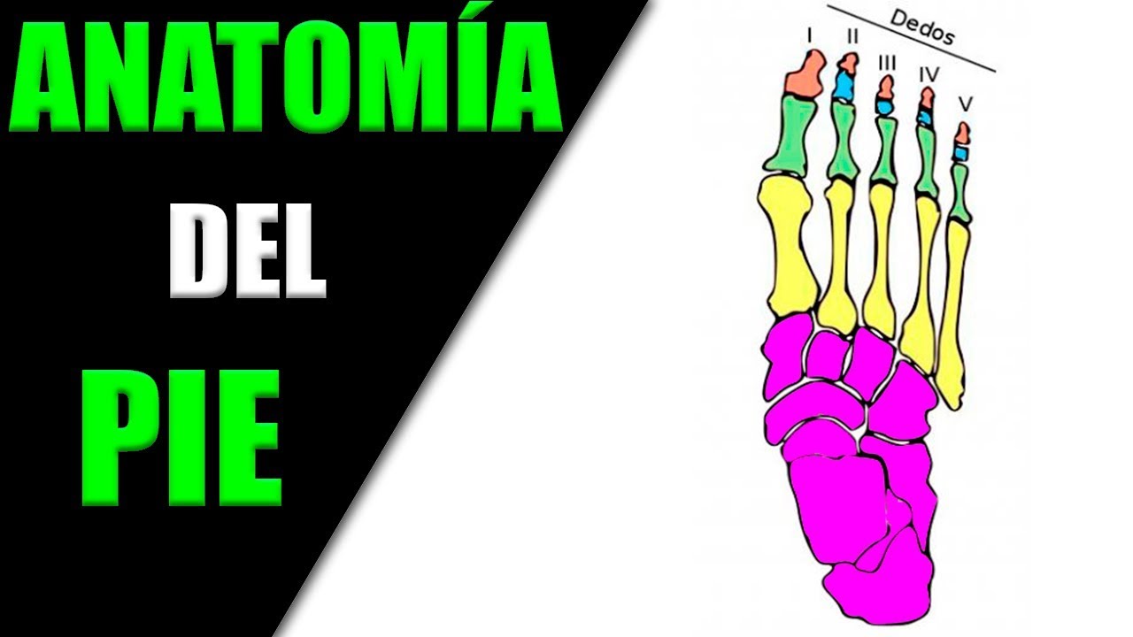 HUESOS DEL PIE || ANATOMÍA DEL PIE