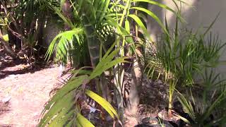 Chrysalidocarpus Syn Dypsis sp. 'Mayotte Island'