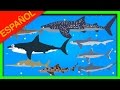 Tiburones para Niños | Aprender los nombres de los tiburones | Tiburon: Animales Acuaticos