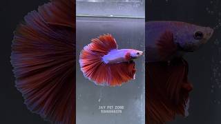 Red ohm betta❤️#jaypetzone #fish #fishkeepinghobby #bettafish #beautiful #trending #betta