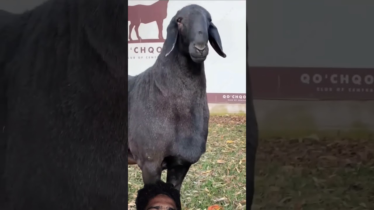 Big goat 