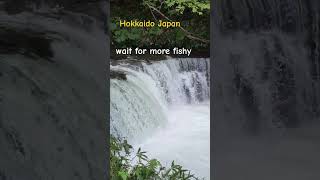 salmon jumping up a waterfall in hokkaido japan