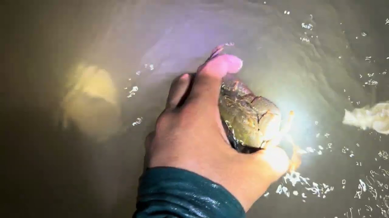 Chakai man lai 2.92025