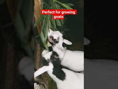 عشبة البراكياريا تبني العضلات هذا العشب عضلات الماعز تغذية البروتين قوة البراكياريا الزراعة