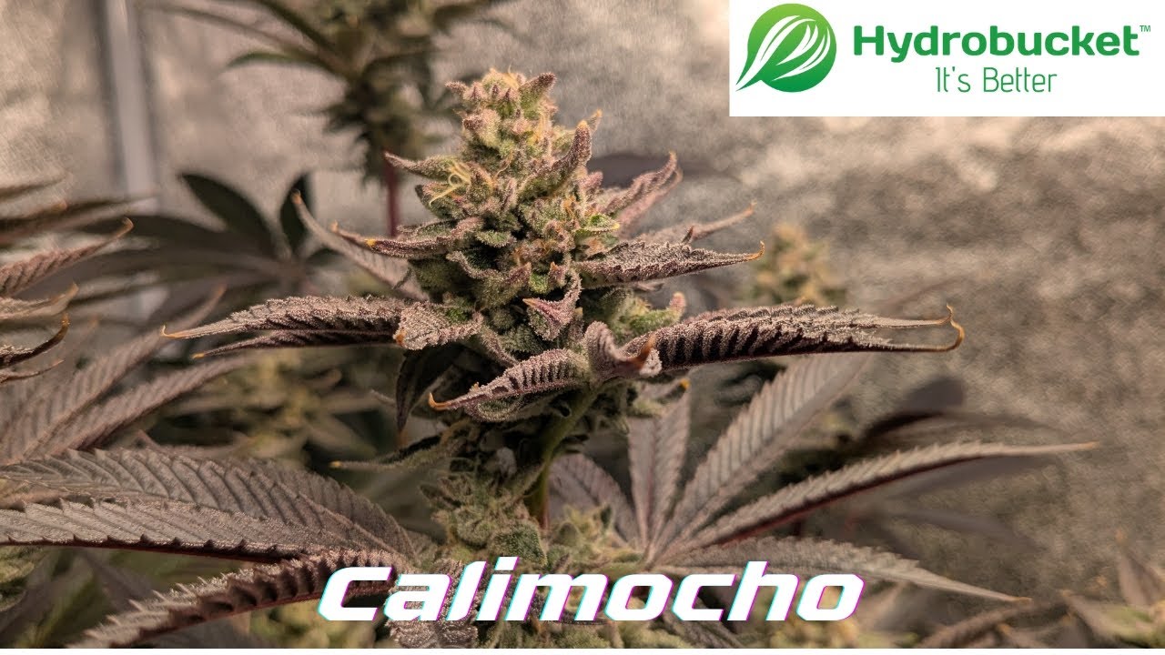 HydroBucket = The Most BEAUTIFUL DWC Grow I’ve Ever Had!