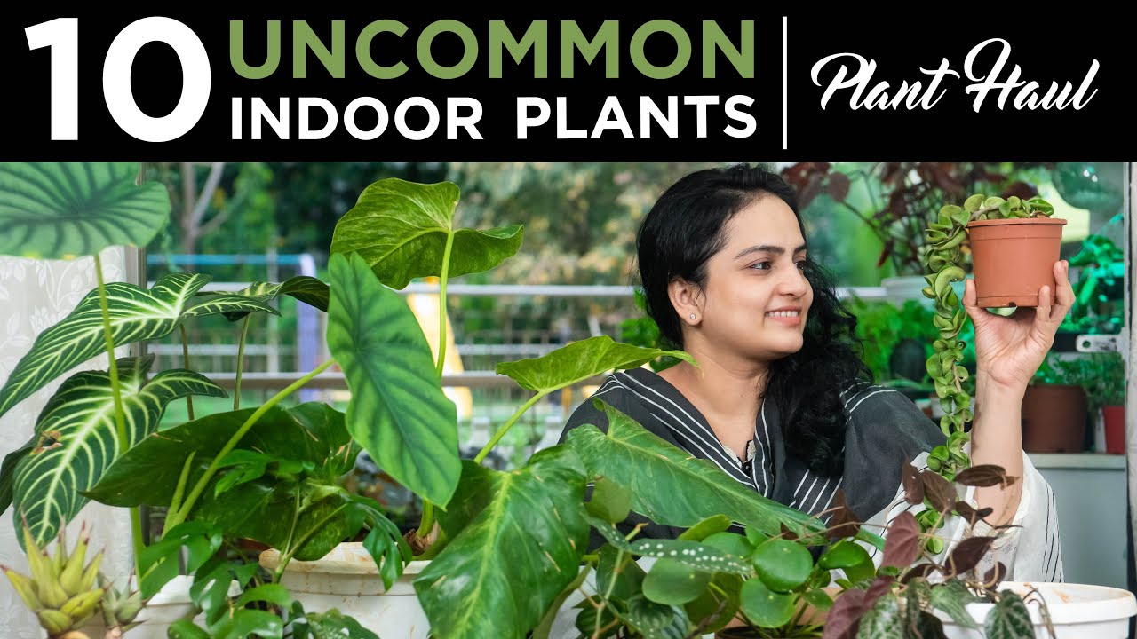 10 необычных комнатных растений | Plant Haul | Комнатные растения Индия