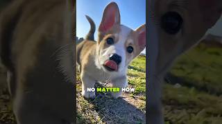 Did You Know These Secrets About BABY ANIMALS?