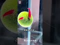 マリモと一緒にエビを飼う理由