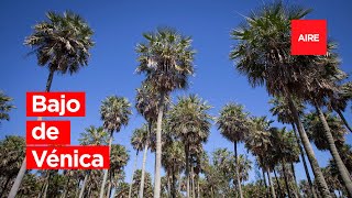 🌴 Bajo Vénica: Esteros, palmeras y una rareza en el noreste santafesino