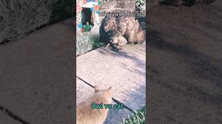 Owl Vs Cat