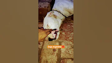 Dogo Argentina New Video Viral Short Video Dogo 
