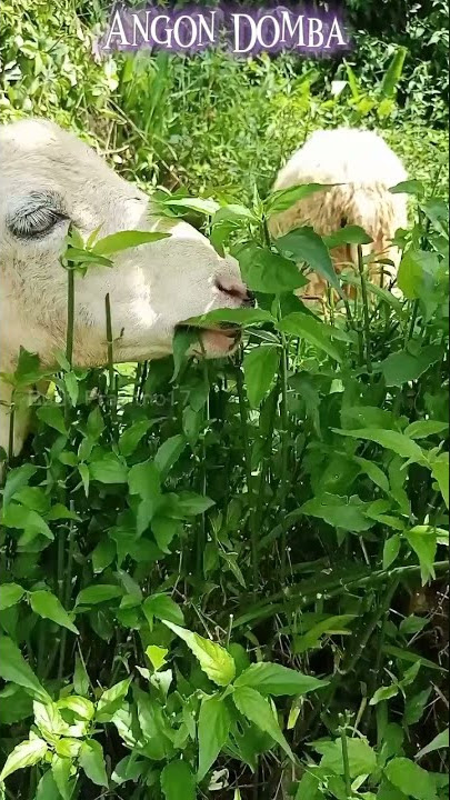 Sheep ~ Angon Domba ~ Lagi Asyik Makan..😃