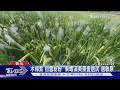 木棉花季結束棉絮漫天飛! 東螺溪畔居民苦喊「過敏大爆發」｜TVBS新聞 @TVBSNEWS01