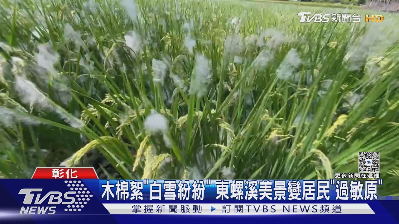 木棉花季結束棉絮漫天飛! 東螺溪畔居民苦喊「過敏大爆發」｜TVBS新聞 @TVBSNEWS01