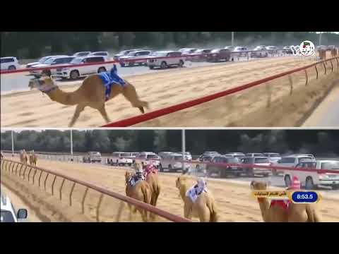 الشوط 3 كاس بنت ظبيان لـ سعاده فرج علي بن حموده الظاهري 12 16 2 ختامي المرموم 2022 2 28 ثنايا الشوط 3 كاس بنت ظبيان لـ سعاده فرج علي بن حموده الظاهري 12 16 2 ختامي المرموم 2022 2 28 ثنايا