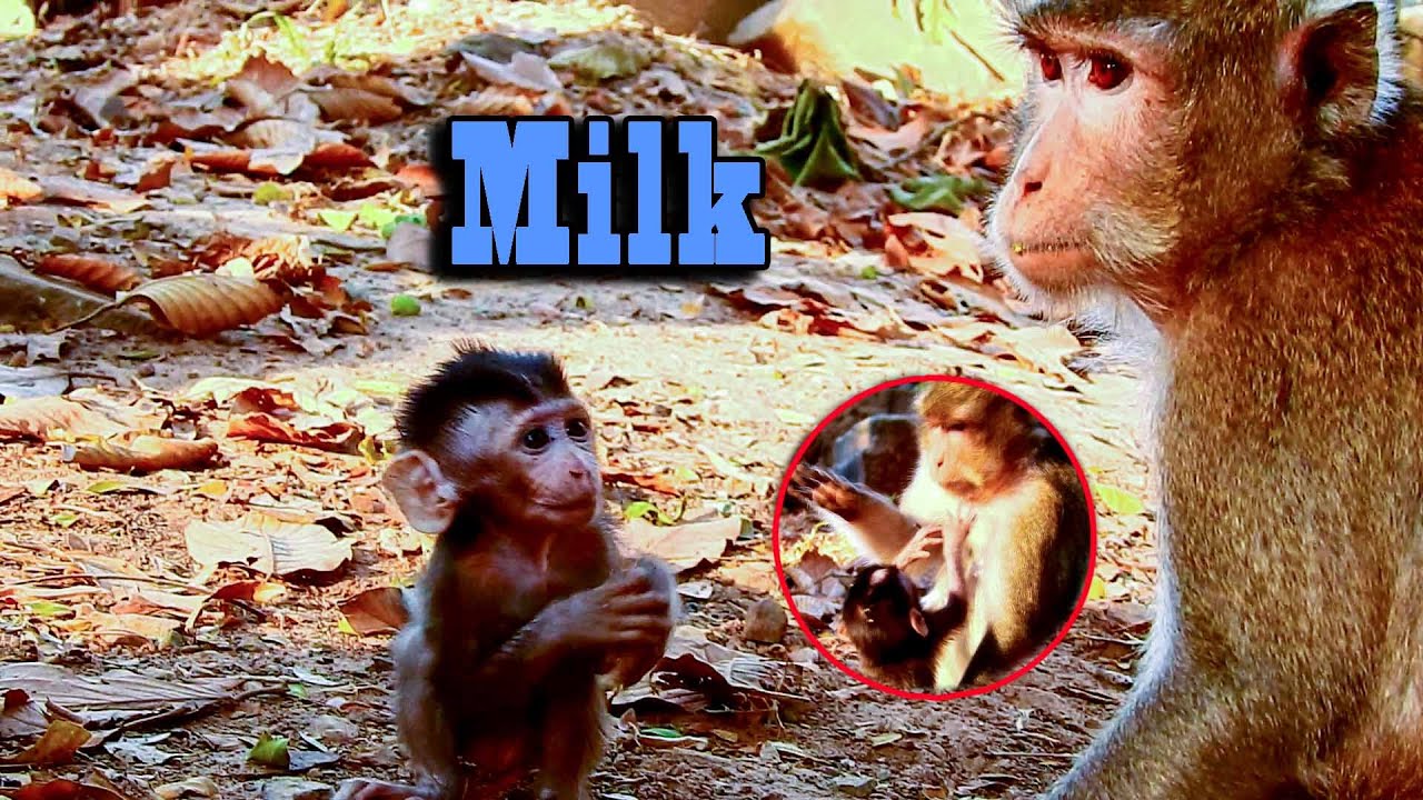 Pities Baby ALBA!! Asking Milk Mom! Bad Mom ANNA hit baby | Why Mom don't pities baby like this