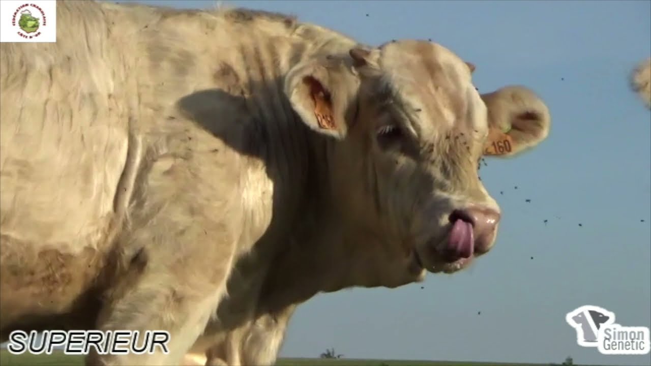 Journées Commerciales Eleveurs Charolais Côte-d'Or 2021