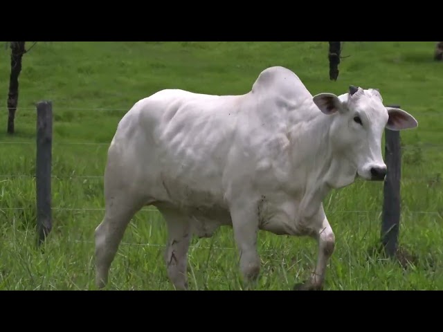 Lote 37   Leilão Matrizes Fazenda Santa Tereza