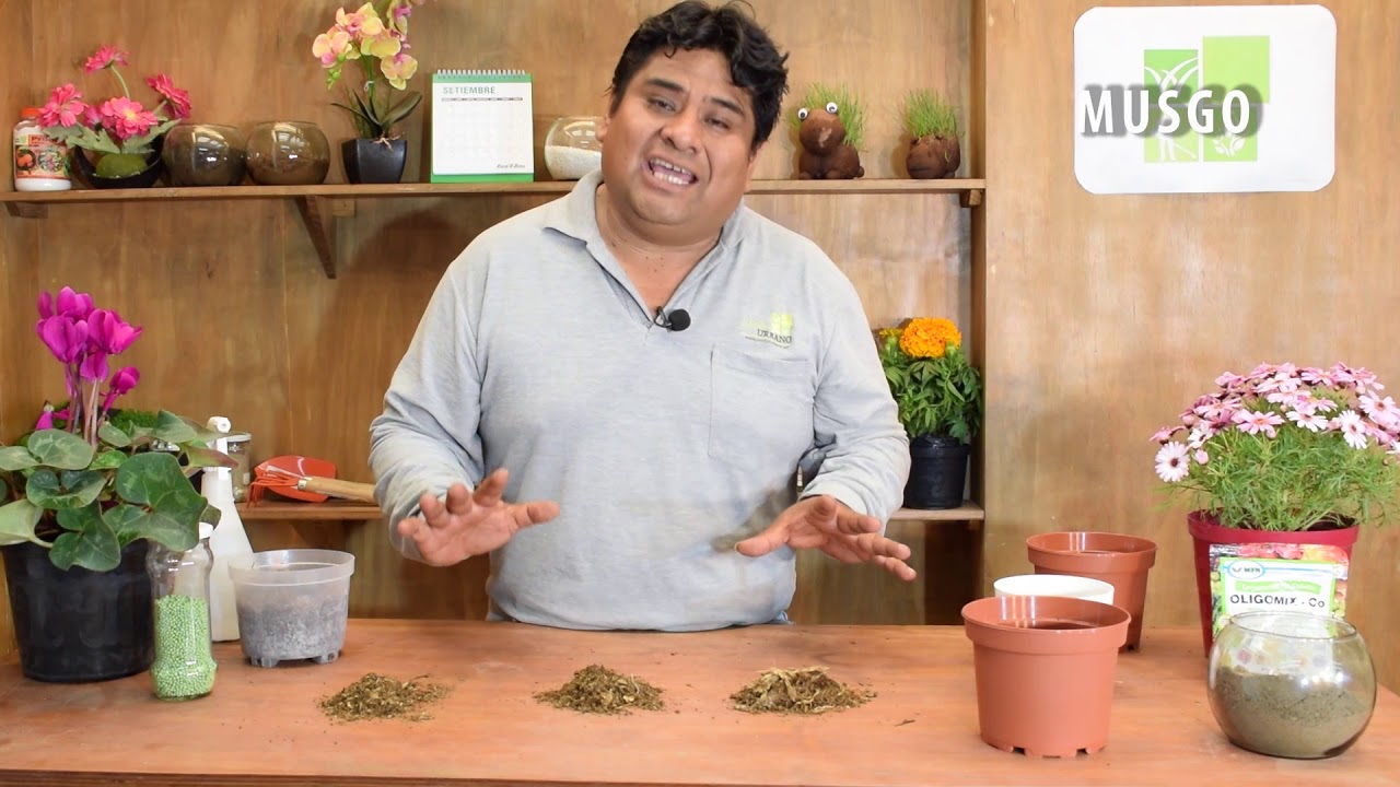 Usos del musgo en la jardinería.