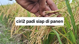 Characteristics of rice ready to be harvested