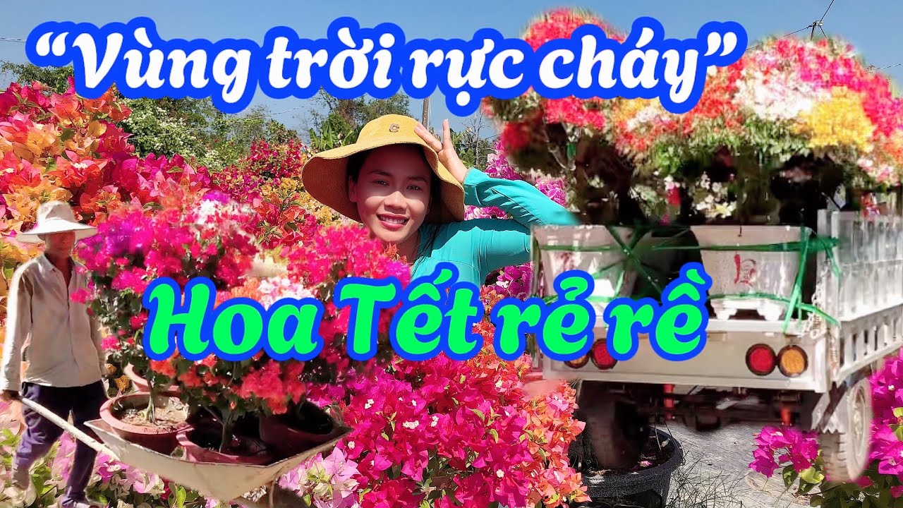 Rực Cháy Làng Hoa Phú Sơn, Hoa Rẻ Đông Khách Mua