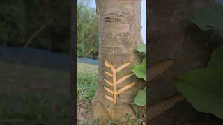tree craft👀😱(Ep-193) #shorts #satisfying #nature #craft #asmr