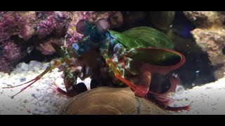 Mantis Shrimp Crush Clam