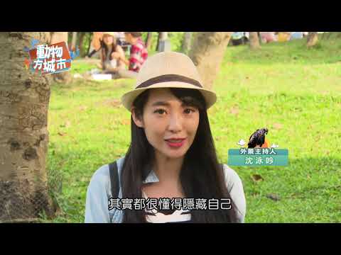 動物方城市 第13集 樹蛙+動物偽裝 播出檔 - 動物方城市 第13集 樹蛙+動物偽裝 播出檔