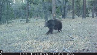 Black bear in San Bernadino NF near Big Bear CA. Browning game camera. Trail cam.
