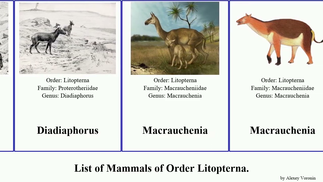 List of Mammals of Order Litopterna. macrauchenia Diadiaphorus Thoatherium Cramauchenia Life Jesse