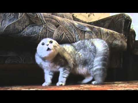 Deathcore Cats (Lorna Shore – Life of Fear)