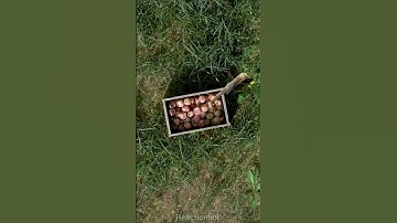 Apple & Arrow: The Infinite Loop #apple #arrow #closeup #zoom #shorts