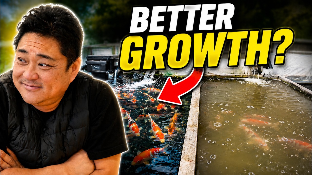 Can Better Filtration Grow Better Koi? Japan’s Top Breeders Respond (Results Suprised Everyone)