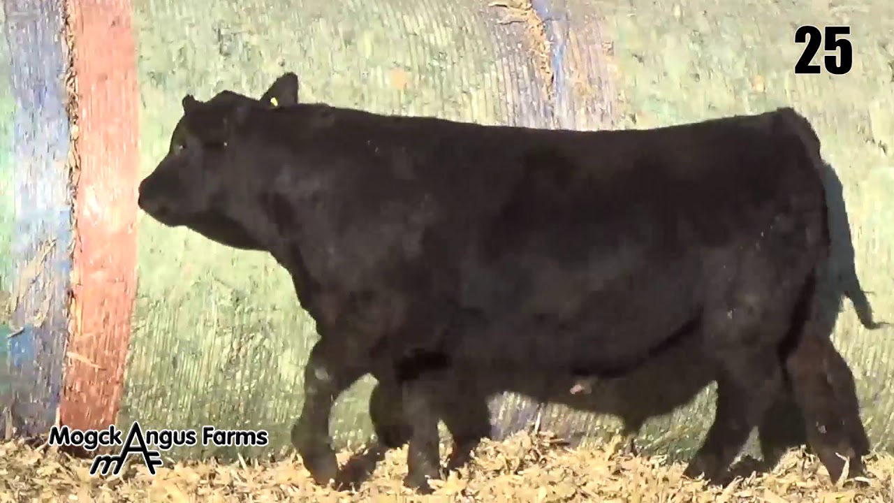 camera iphone 8 plus apk Mogck Angus Farms Lot 25