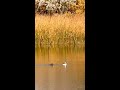 Random Local Wildlife Red Tailed Hawk Grey Fox Prong Horns
