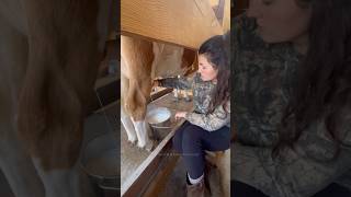 Milking My Dream Cow