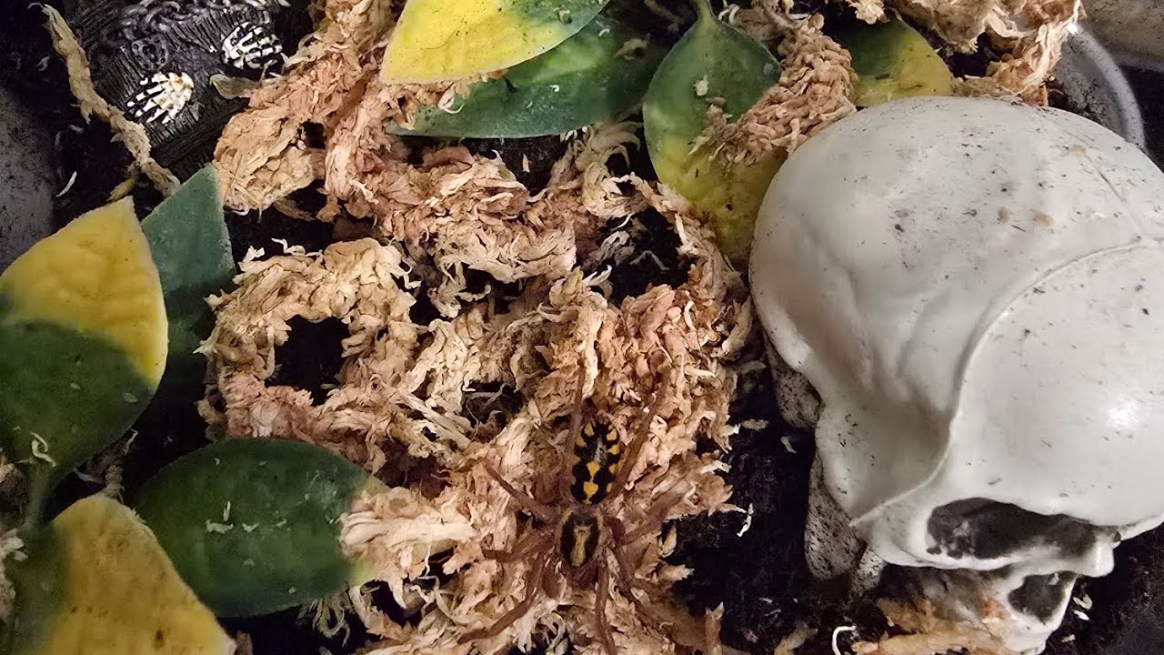 Hapalopus sp. Colombia (Pumpkin Patch Tarantula) rehoming. 