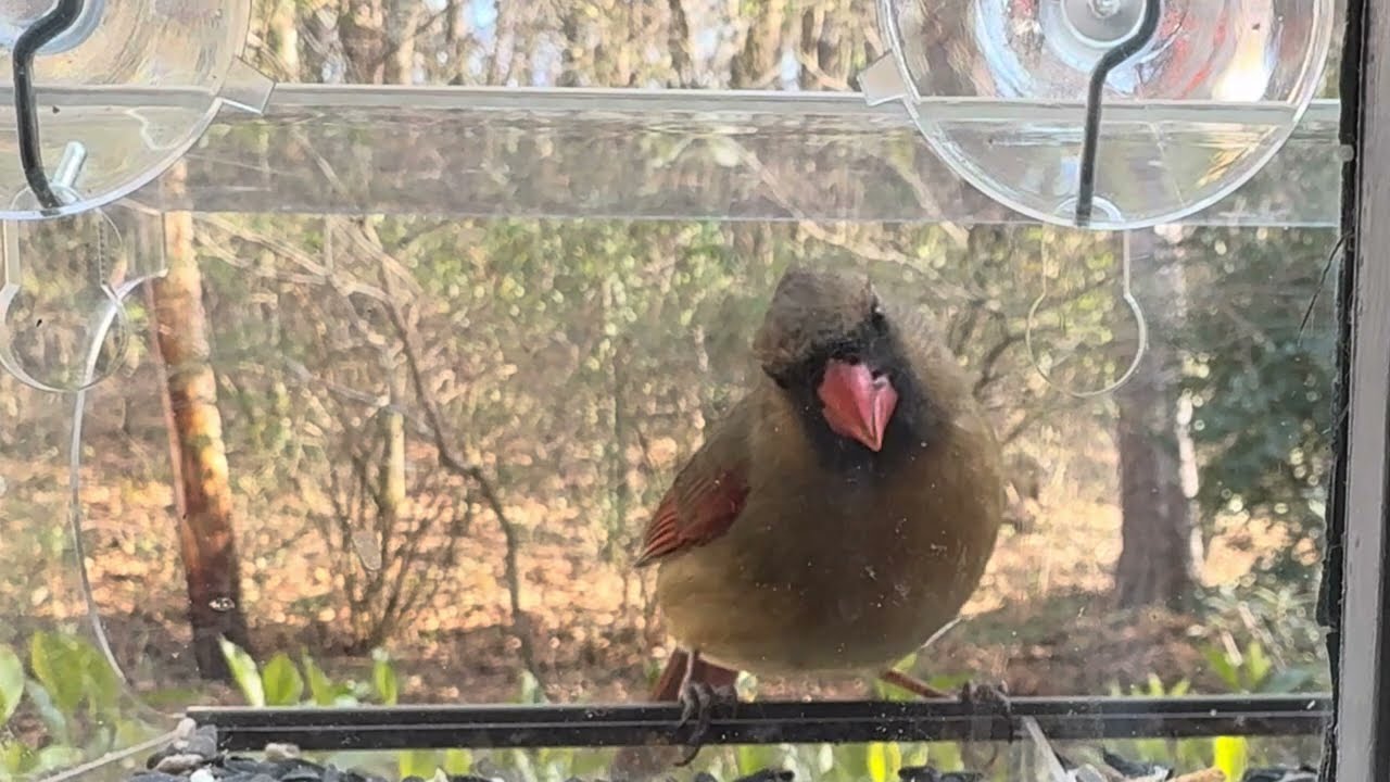 Window Bird Feeder Follow-up