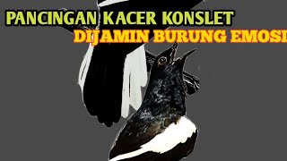 LANGSUNG RESPON!PANCINGAN KACER EMOSI GACOR DAN BUKA EKOR