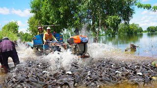 Best Catching &amp; Catfish in Flooding - Found A lot Big Catfish on The Road after Crossing Water