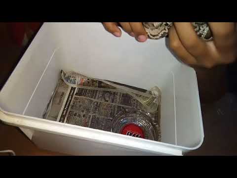 Unboxing ular pyton molurus baby:v