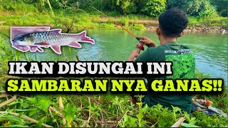 MANCING IKAN KULARI DAPAT BANYAK!!