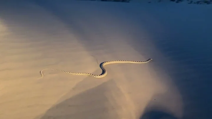 Joshua tree gopher snake?