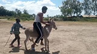 Meet the first man who can ride a donkey.in Africa.