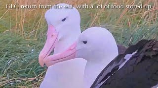Glg Return From The Sea With A Lot Of Food Stored Uproyal Albatross Camcornell Lab Bird Cams