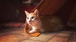 Family's cat mistakenly euthanized by Animal Rescue League